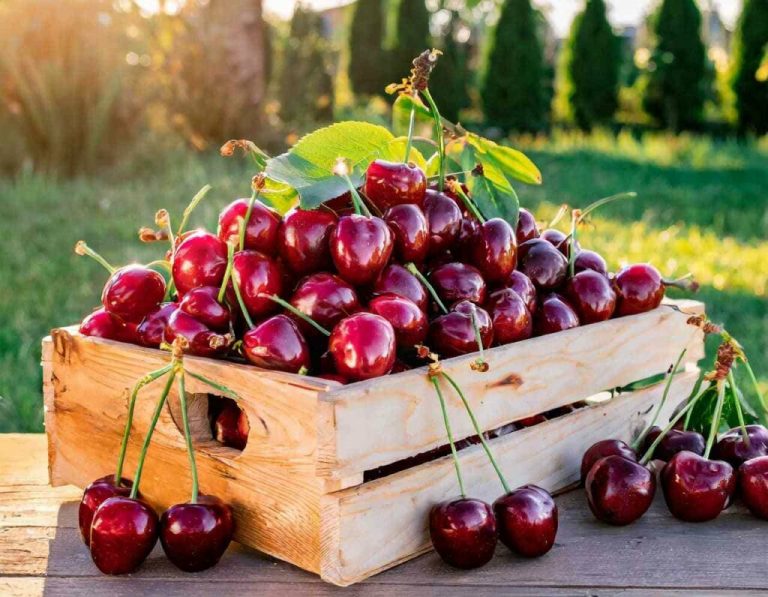 чим-корисна-черешня
