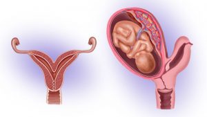 що-таке-матка