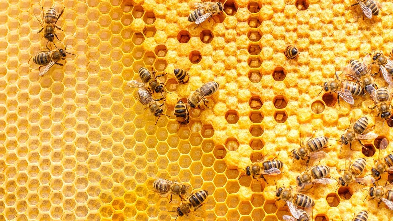 як-бджоли-роблять-мед