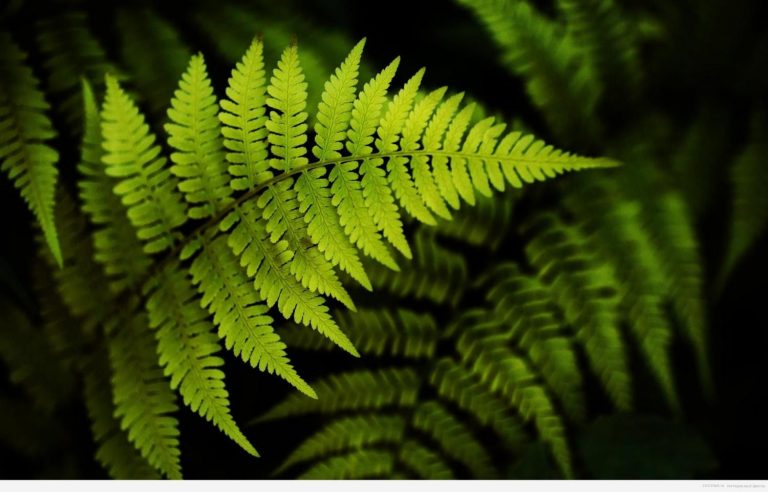 як-виглядає-папороть