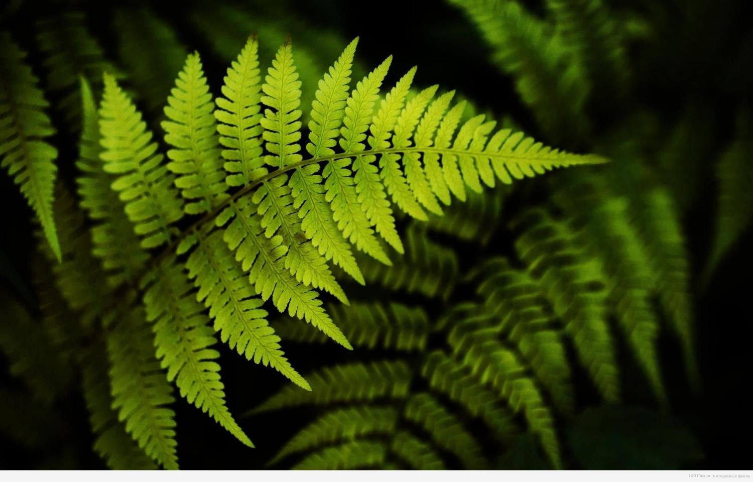 як-виглядає-папороть