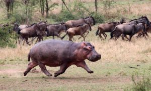 як-рухаються-тварини