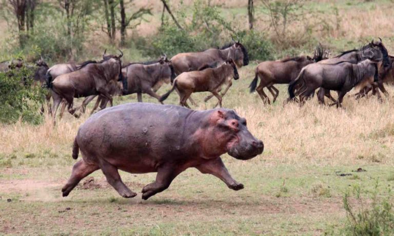 як-рухаються-тварини