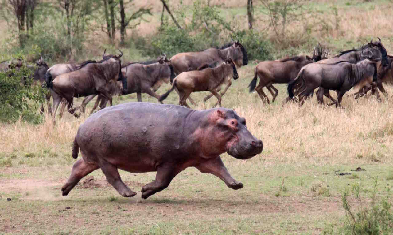 як-рухаються-тварини