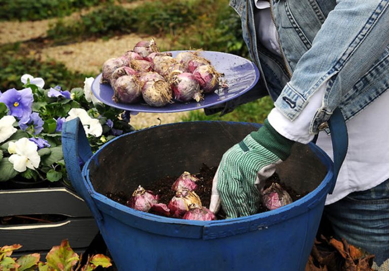 як-садити-гіацинти-весною
