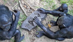 як-тварини-користуються-знаряддями-праці