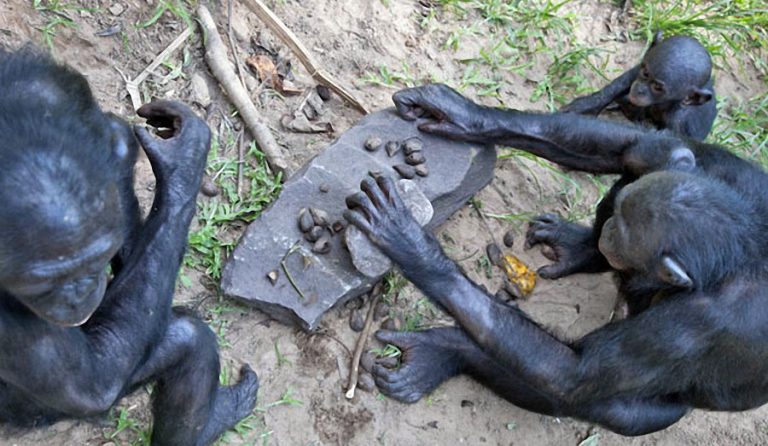 як-тварини-користуються-знаряддями-праці