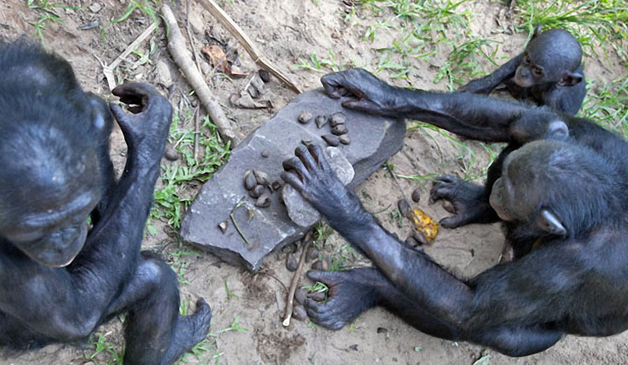 як-тварини-користуються-знаряддями-праці