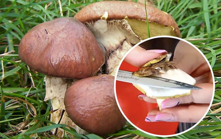 як-швидко-почистити-маслята