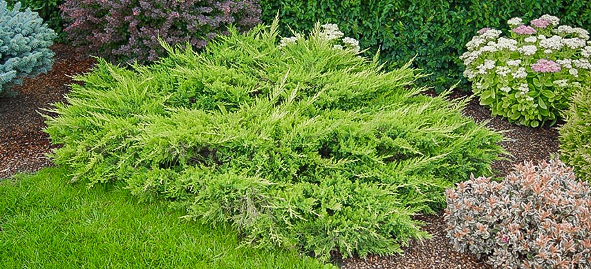 ялівець-види