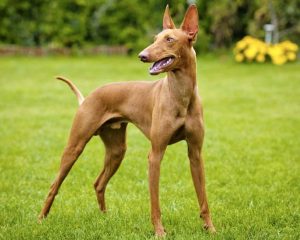 італійські-породи-собак