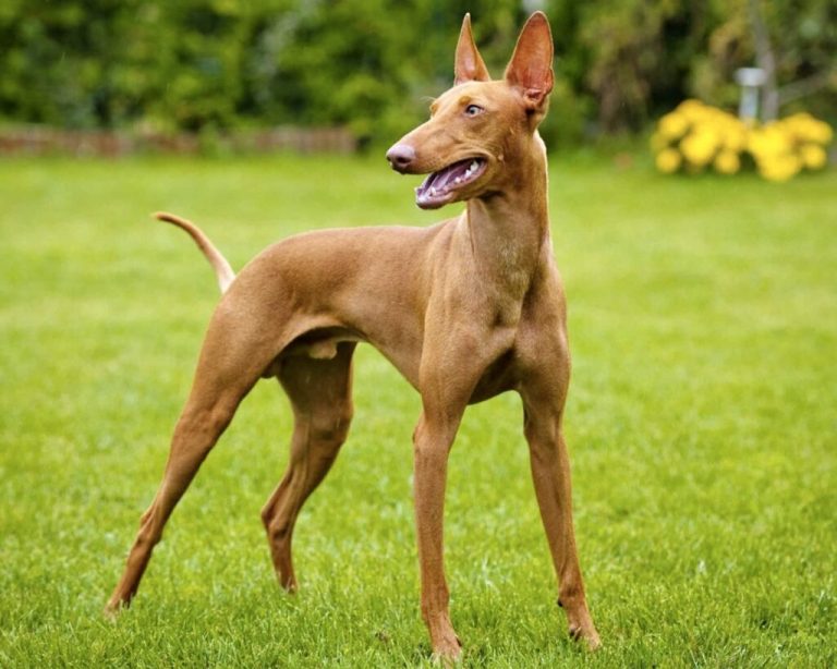 італійські-породи-собак