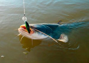 як ловити сома