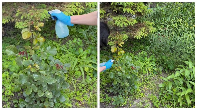 ефективний-засіб-від-тлі