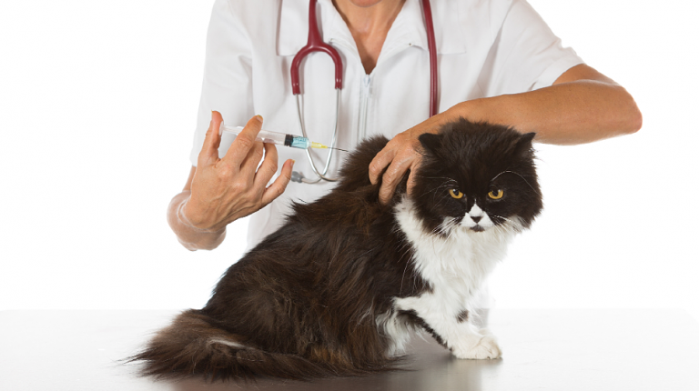 обов'язкові-прививки-для-котів