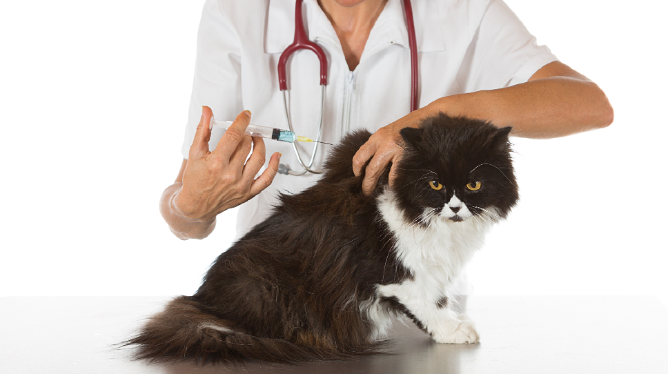 обов'язкові-прививки-для-котів