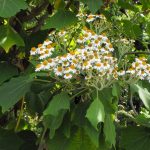 ромашкове-дерево