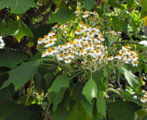 ромашкове-дерево