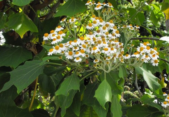 ромашкове-дерево