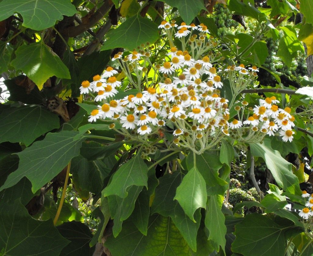 ромашкове-дерево