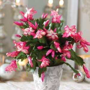 різдвяний-кактус