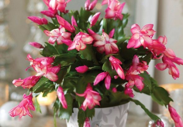 різдвяний-кактус