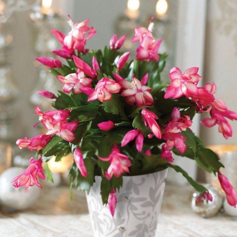 різдвяний-кактус