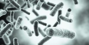 сальмонела