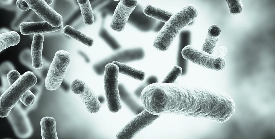 сальмонела