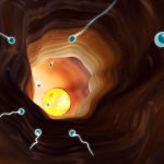 скільки-живуть-сперматозоїди