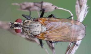 цибулева-муха