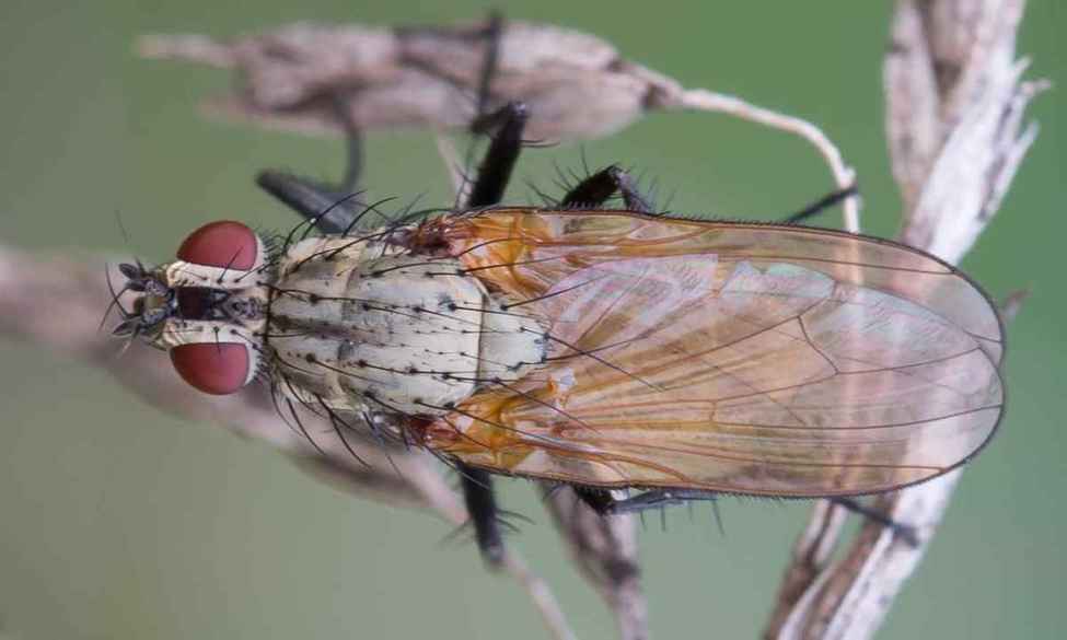 цибулева-муха