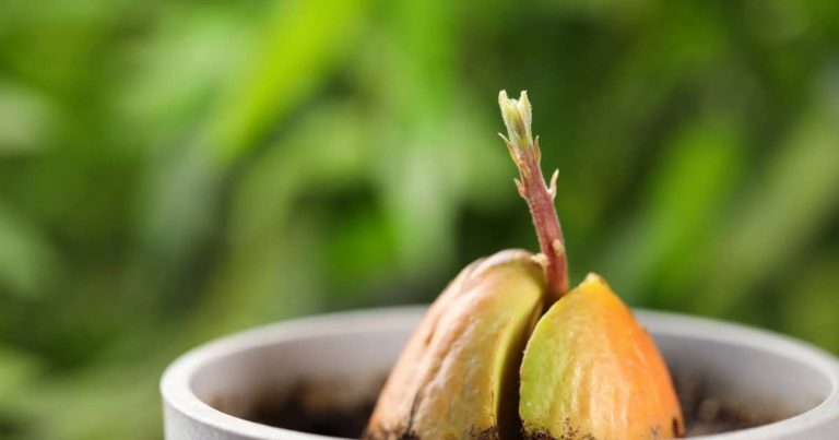чи-буде-плодоносити-авокадо-з-кісточки