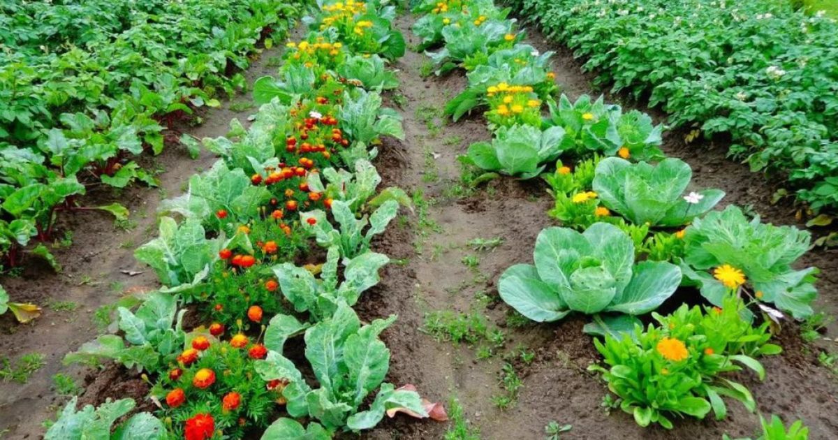 що-після-чого-садити-таблиця