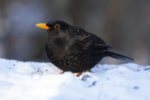 як-виглядає-дрізд