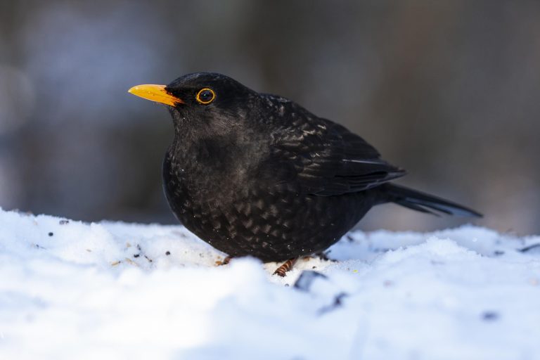 як-виглядає-дрізд