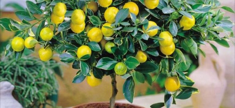 як-доглядати-за-лимоном-у-горщику