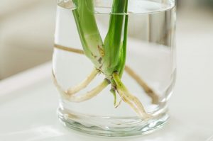 як-розмножити-монстеру