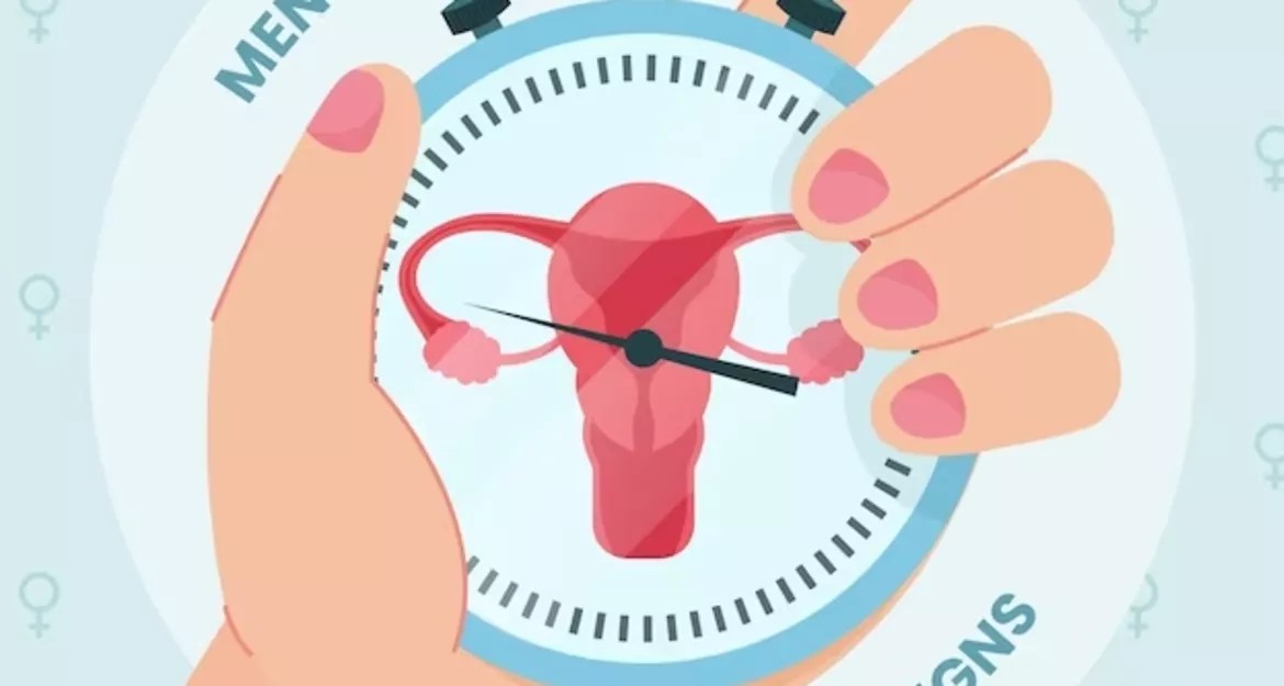 фази жіночого циклу