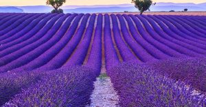 iak-posadyty-lavandu-sekrety-pyshnykh-kushchiv-u-vashomu-sadu-cf1c