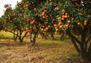 iak-rostut-mandaryny-taiemnytsi-vid-tropichnykh-lisiv-do-vashoho-pidvikonnia-2a12
