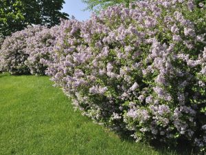 iak-vyhliadaie-buzok-pyshni-kushchi-z-aromatnymy-sutsvittiamy-e95a