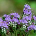 Фацелія як сіяти