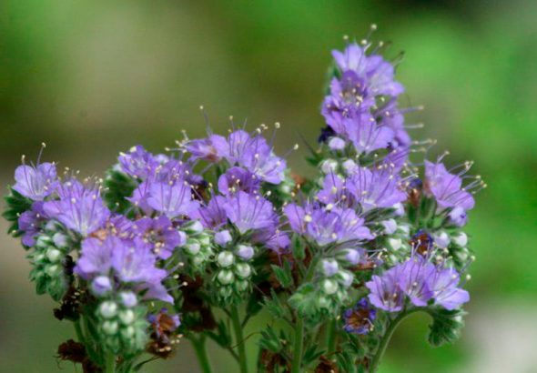 Фацелія як сіяти