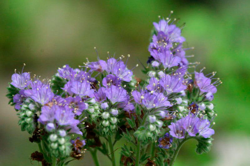 Фацелія як сіяти
