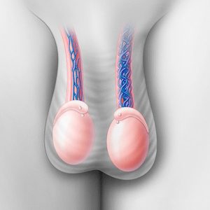 Як виглядають чоловічі яєчка