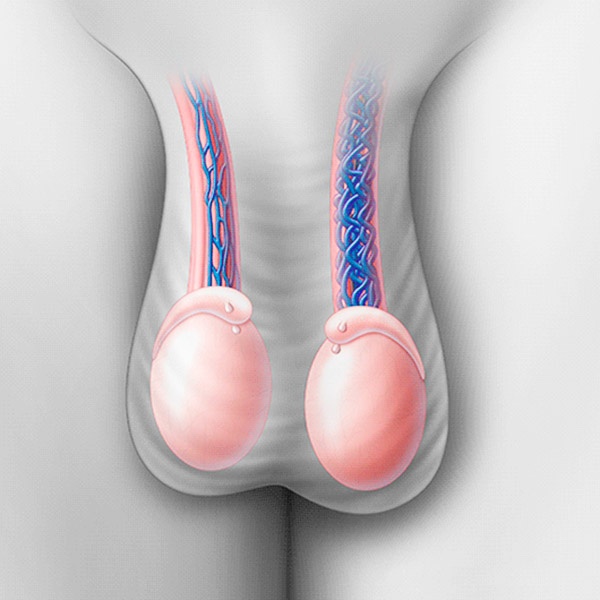 Як виглядають чоловічі яєчка