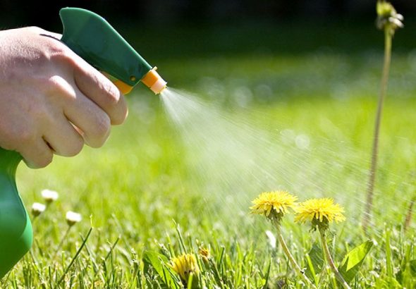 знищення бур'янів оцтом