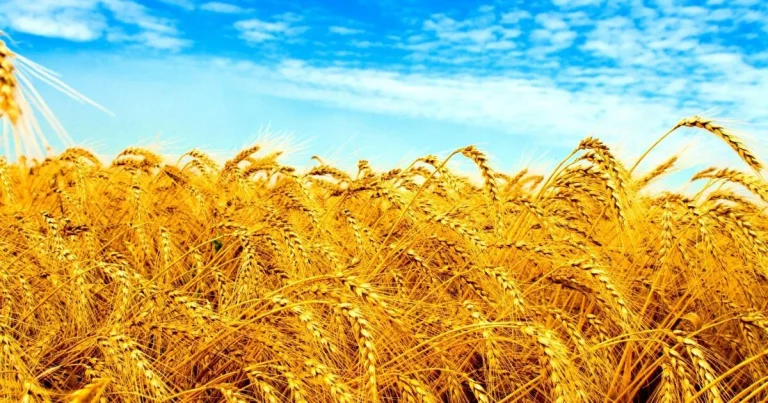 цікаві факти про україну