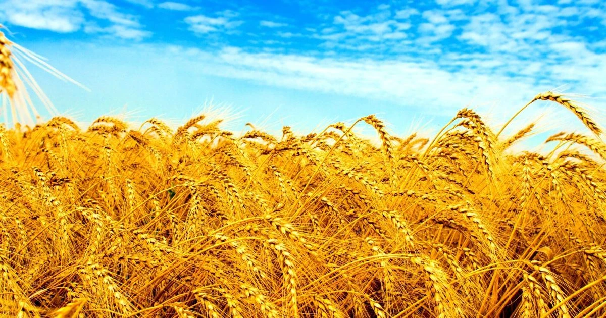 цікаві факти про україну